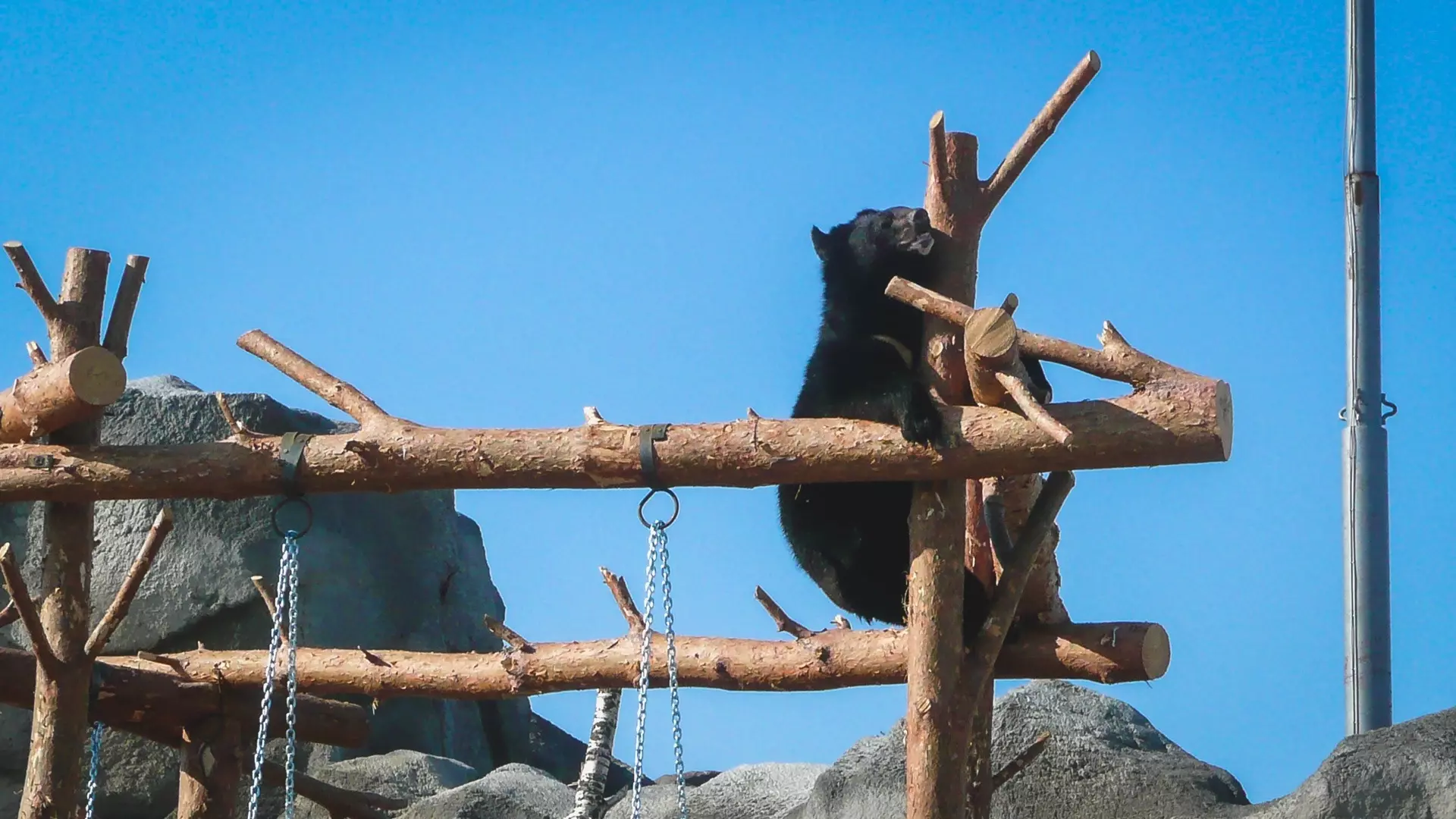 «Аж руки затряслись»: в Тюменской области экскаваторщик раскопал берлогу медведей
