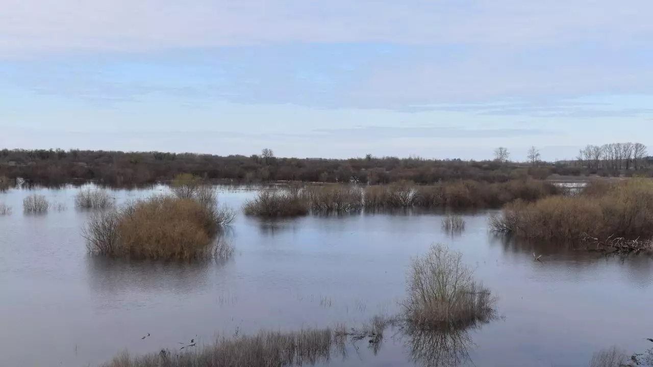 Уровень воды в реке Ишим в районе Абатского и Викулово поднялся на полметра
