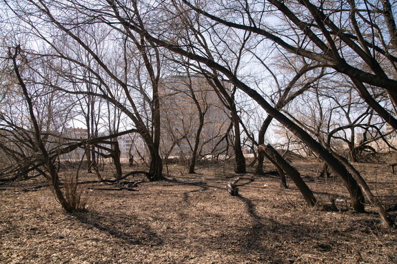 Тюменцы жалуются на засохшие деревья напротив городской администрации
