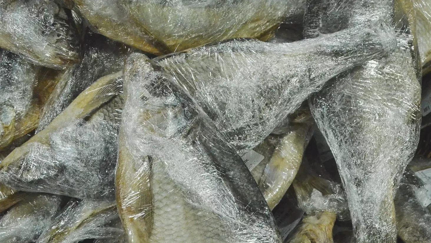 Тюменские эксперты прогнозируют массовую гибель рыб в обмелевшей Туре.