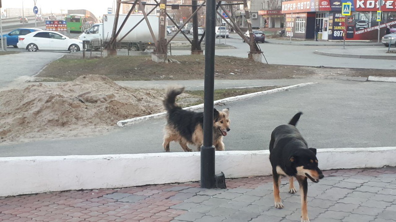Бродячие собаки вновь нападают на жителей поселка поселок под Тюменью